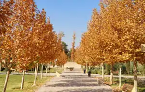 پارک بعثت شیراز