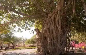 دره پرتغالیها کیش