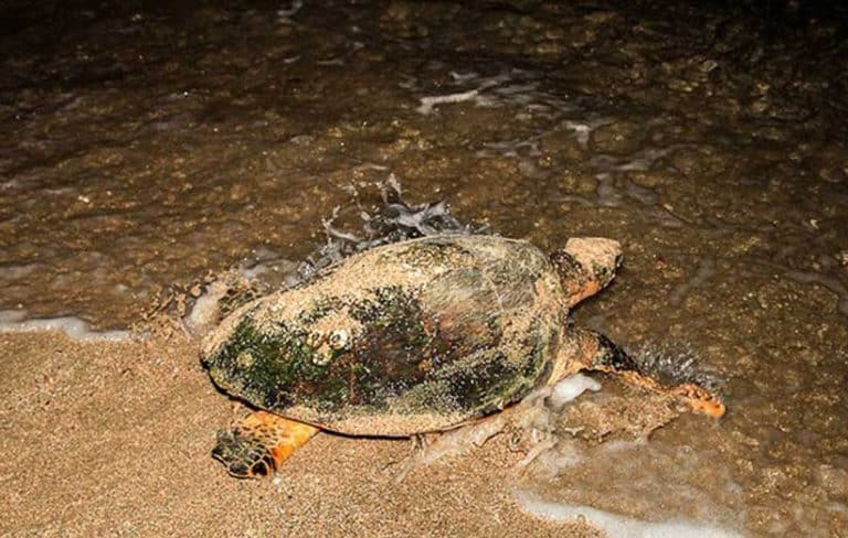 ساحل تخم گذاری لاکپشت ها قشم