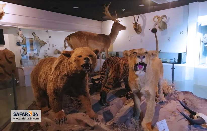موزه حیوانات پارک بازیما
