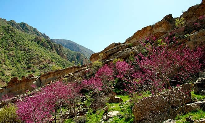 دشت ارغوان در مشهد