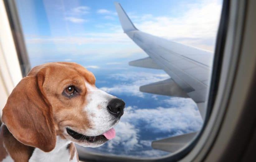 حمل حیوانات خانگی با هواپیما یا قطار اتوبوس
