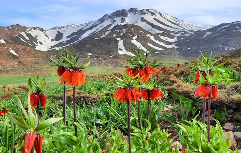 دشت لاله‌های واژگون دومین جاهای دیدنی خوانسار